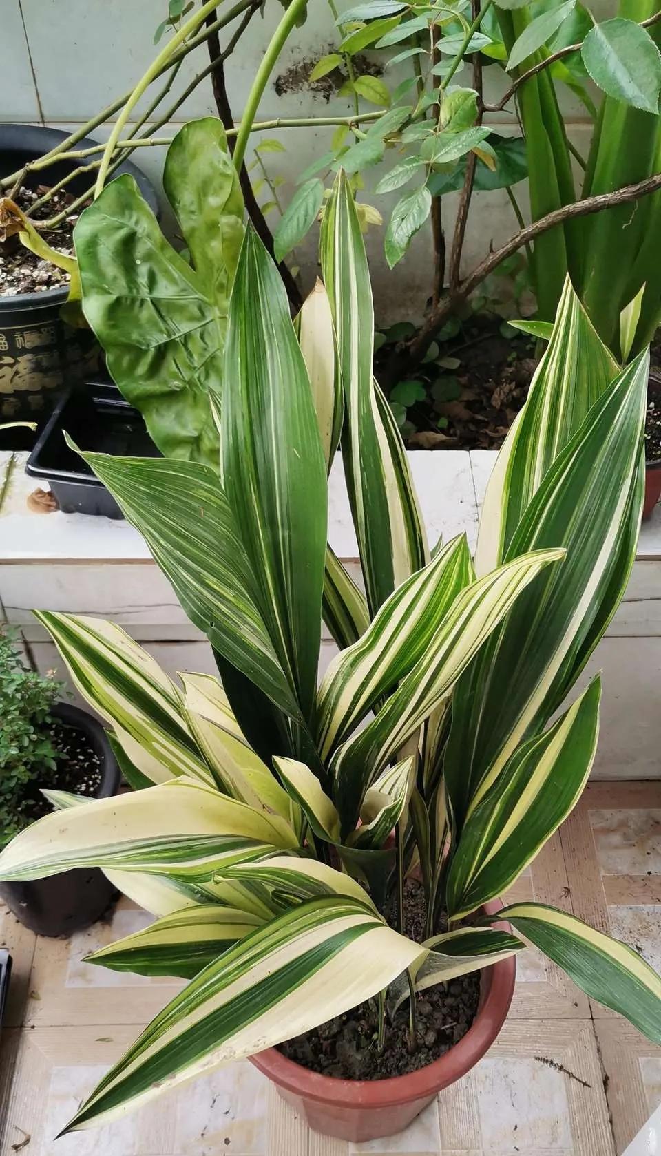 8种能吸甲醛的花，好养漂亮，家里至少放一盆