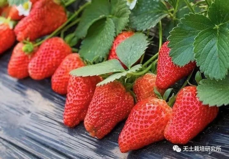 全年结果不断的四季草莓，你更中意哪一种？