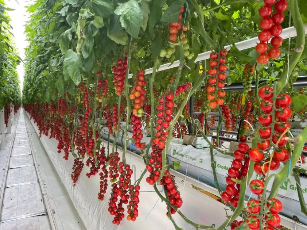 超级智能大棚一亩地年产番茄30吨，占地120亩株高15米，投资1.5亿