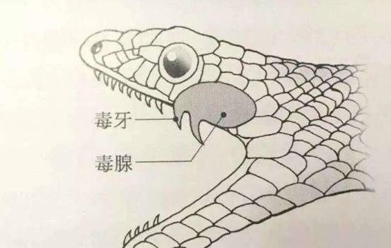 我国陆地最毒的蛇，曾让专家“打飞的”送解药，它有多毒？