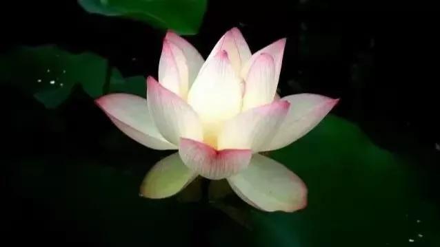 爱花如你，知道中国的十大名花都是哪些吗？