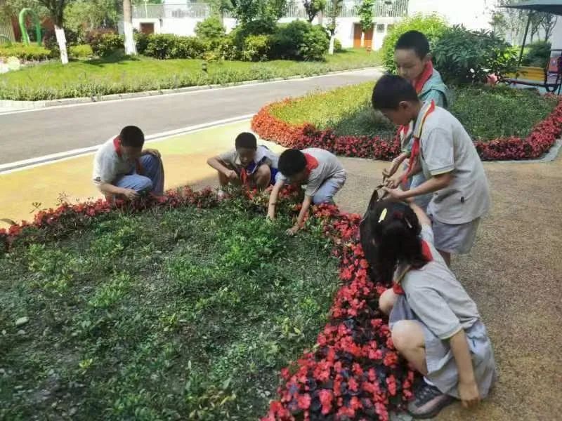争做小小劳动者｜实验小学外国语学校坚持开展丰富的劳动教育课程