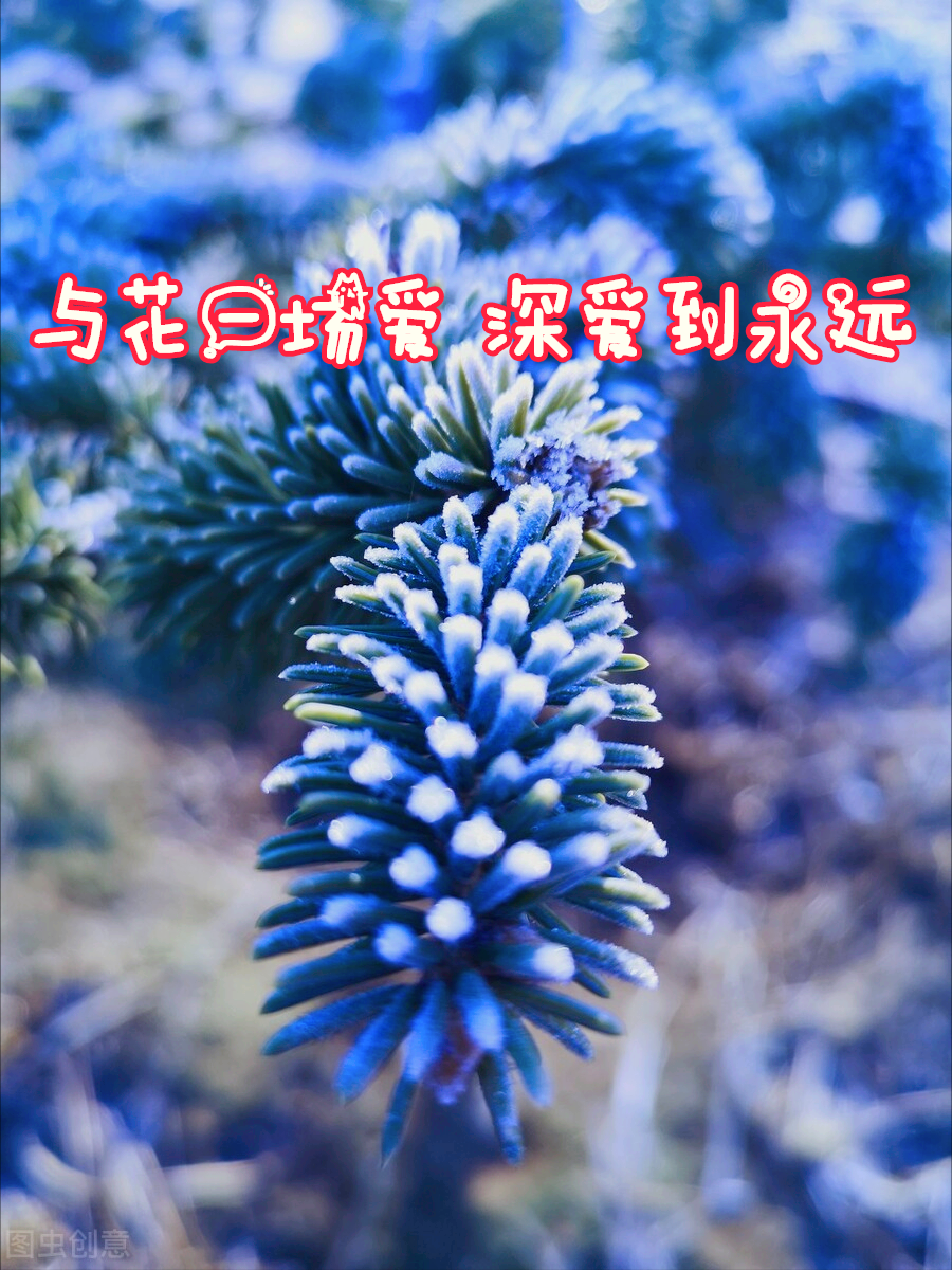 一花一欢喜，万千春花开，花开忆相思，与花一场爱，深爱到永远