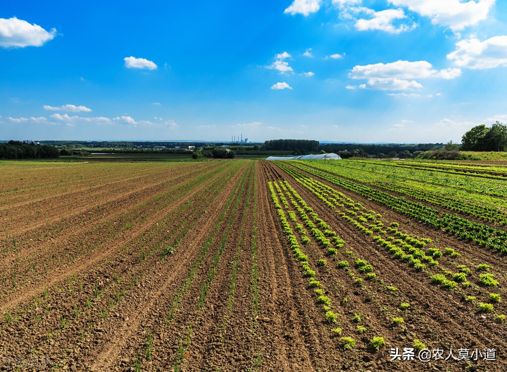 如果土地流转出去每亩一年800元，你会选择自己种植还是流转