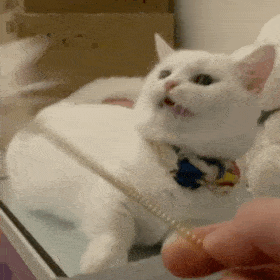 爆肝统计5000个猫名，让所有人都笑死在这些沙雕名字里