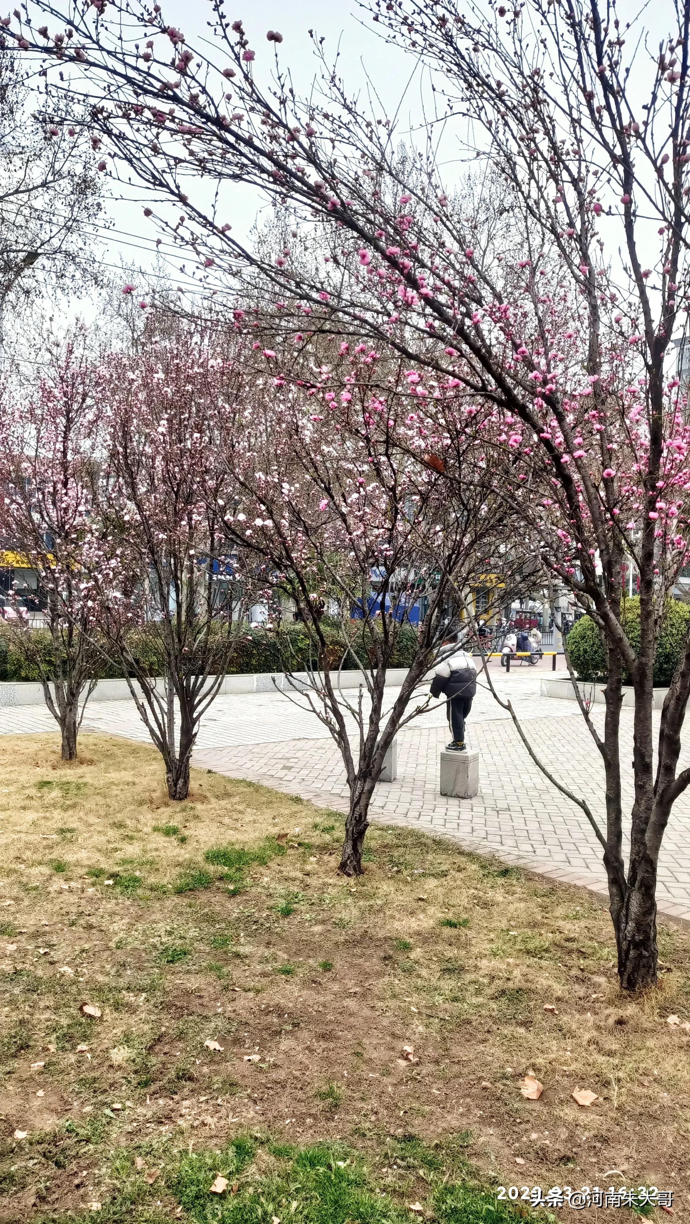 桃花是什么颜色（介绍开有三种颜色花的桃树）