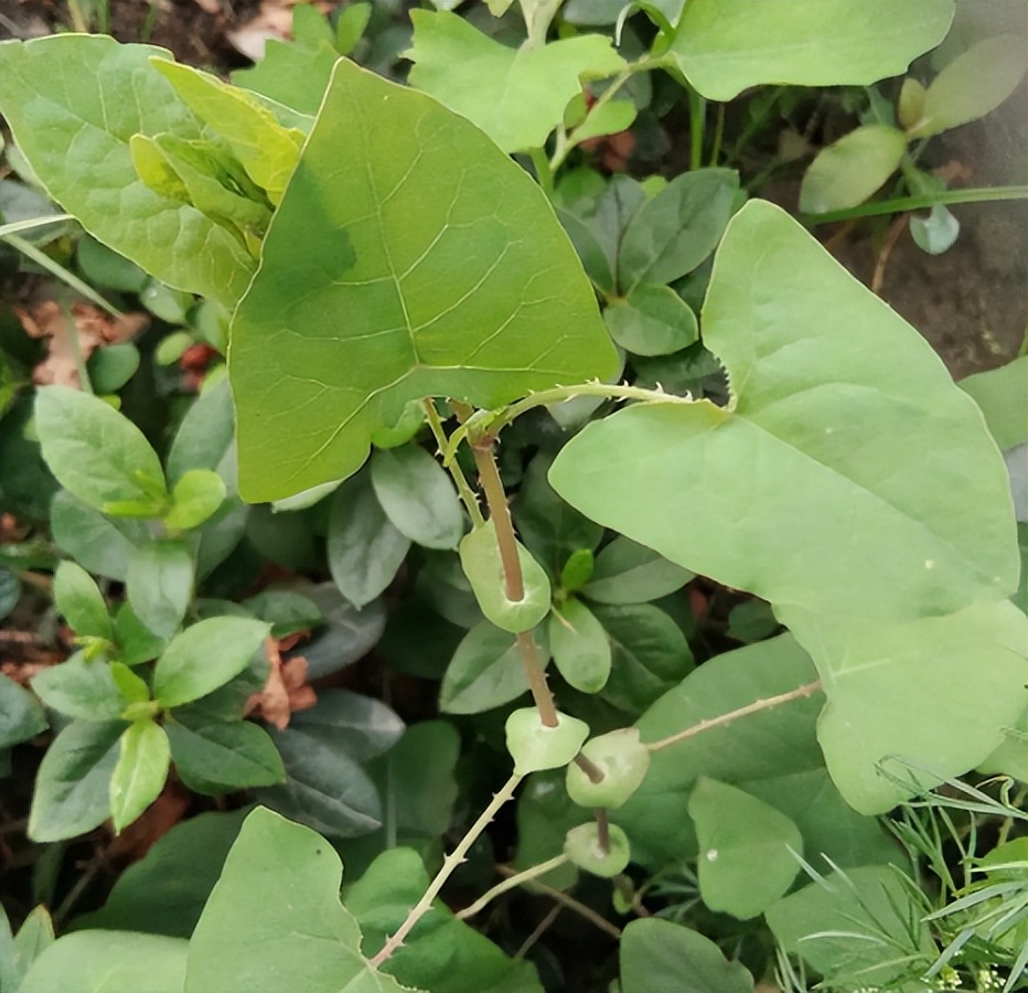 一直有一种说法,就是在毒蛇出没的地方,附近一定有一种解蛇毒的草药