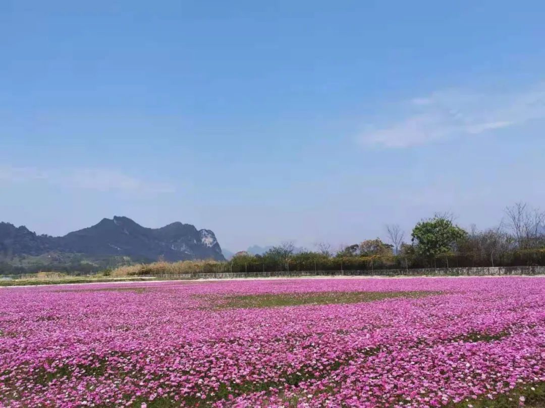 徐霞客在此住了54天，这里是四季花期永不过时的南宁“后花园”……