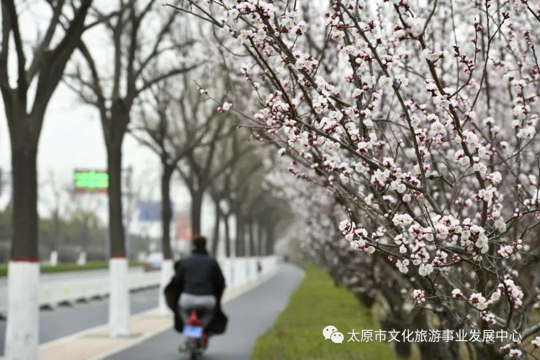 线上展览|“山河春意 锦绣太原——花的世界”主题摄影线上图片展（三）