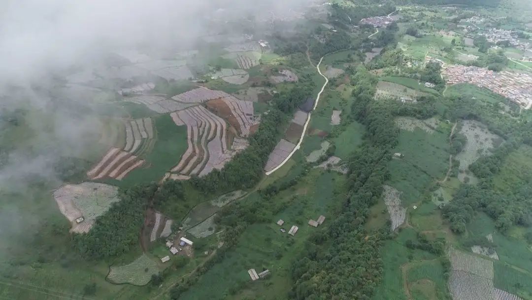 乡村振兴 | 泸水木瓜庄园里，不止有木瓜，还有……