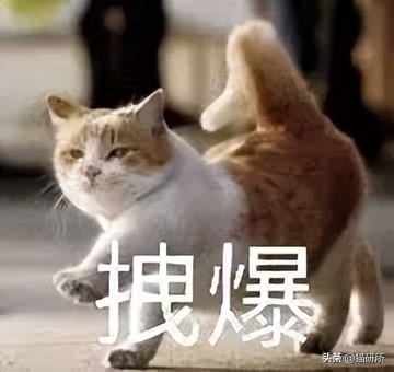 爆肝统计5000个猫名，让所有人都笑死在这些沙雕名字里