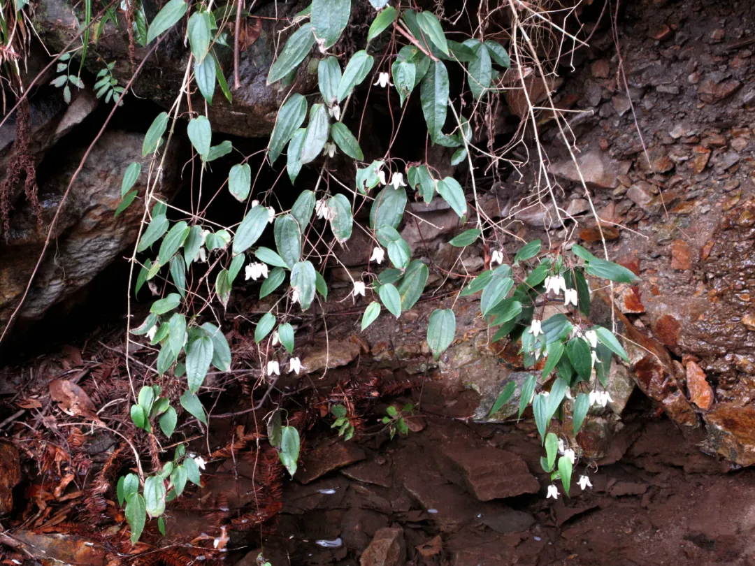 最美野花"雪里开",开在雪中,优雅醉人