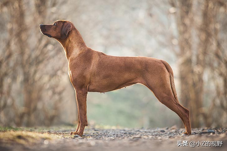 这7种猎犬，都来自非洲大陆，有你们认识的吗？