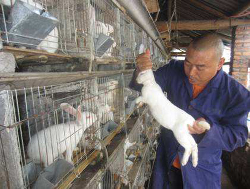 养兔户必学的一门技能，老司机教大家如何来抓兔