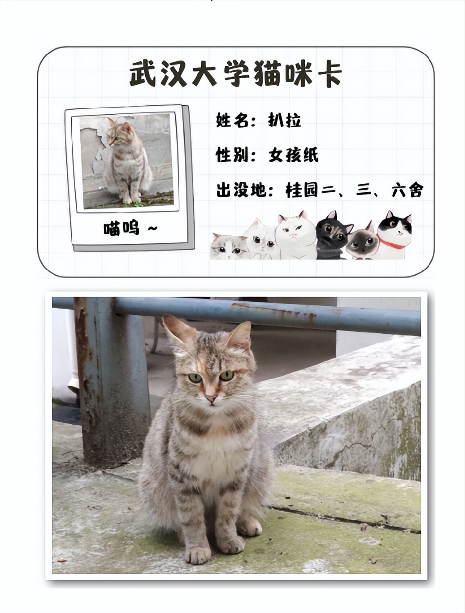 湖北“超美”大学：占地5195亩，宿舍6部电梯，坐拥26栋文物建筑和1000株樱花！