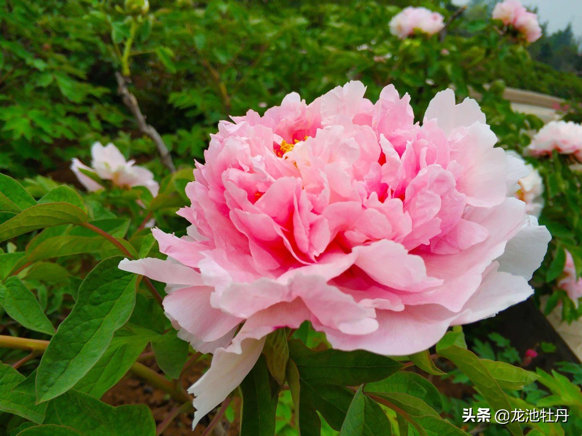 牡丹花什么颜色最贵(菏泽四大名贵牡丹品种介绍)