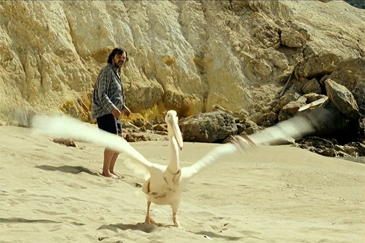 读碟 | 男孩与鹈鹕