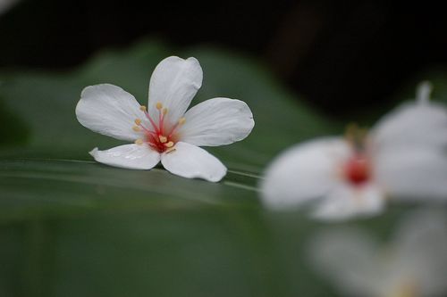 落寞的意思 落寂孤獨的意思-瑞文百科