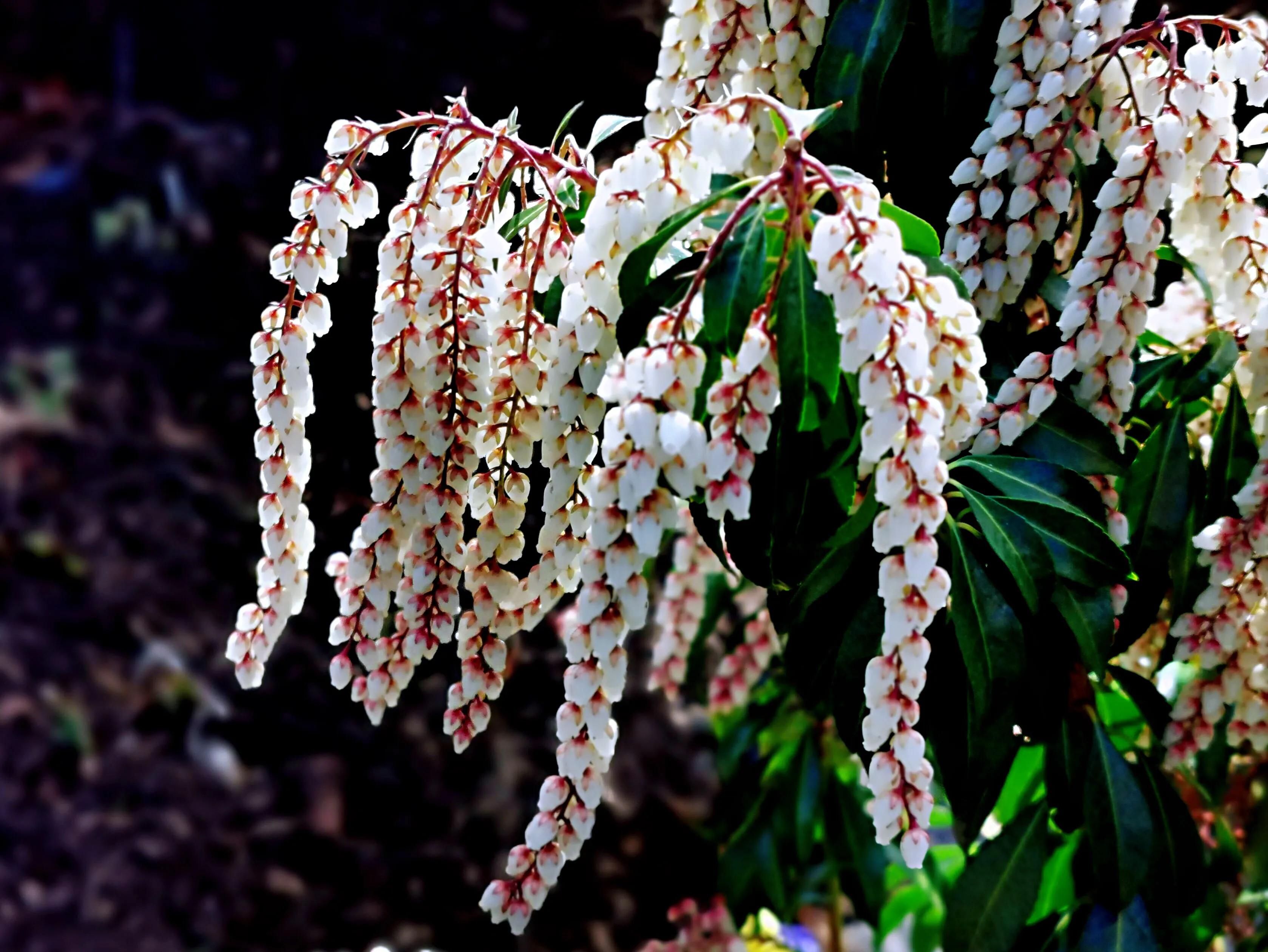 马醉木的养殖方法和注意事项(马醉木及其品种介绍)