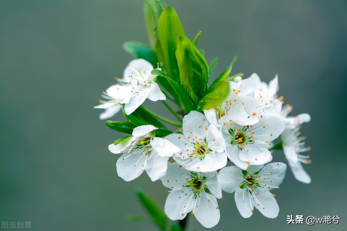 春天的颜色——红白黄紫绿