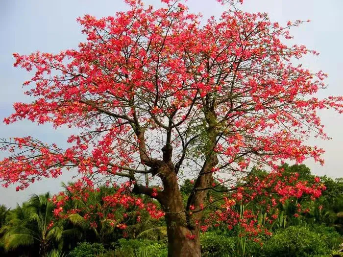 吹過木棉花的風漾起緋紅,一朵木棉花