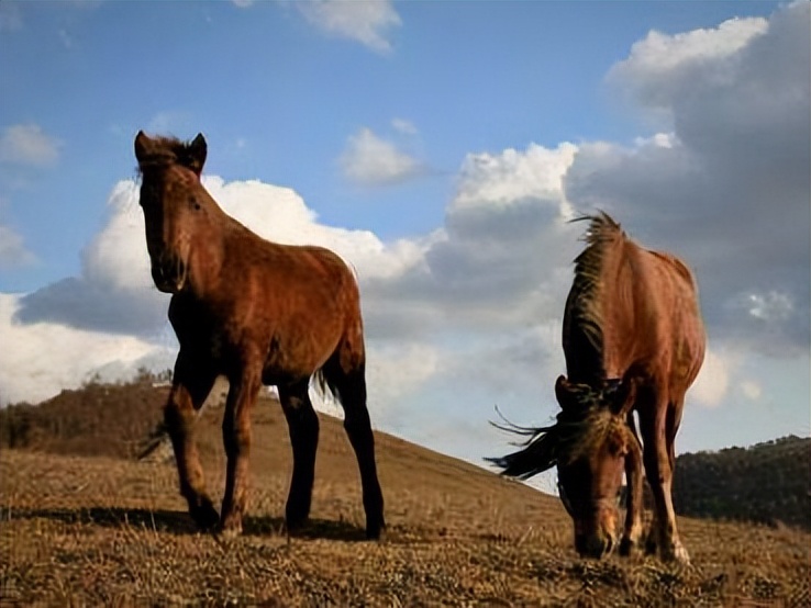 十首描写马的古诗，点开文章看看有没有你知道的