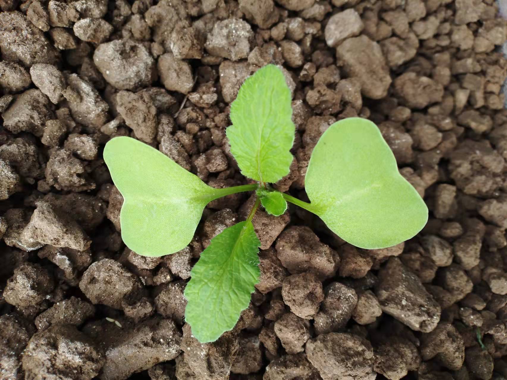 樱桃萝卜:从种到收仅需30多天,技术门槛低,优质栽培要做好4点