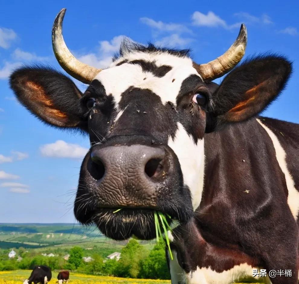 有没有公奶牛?奶牛不怀孕就一直产奶吗?