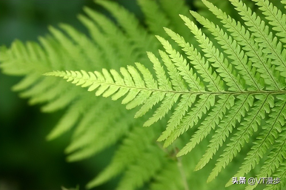 不会编程的程序员不用懂递归