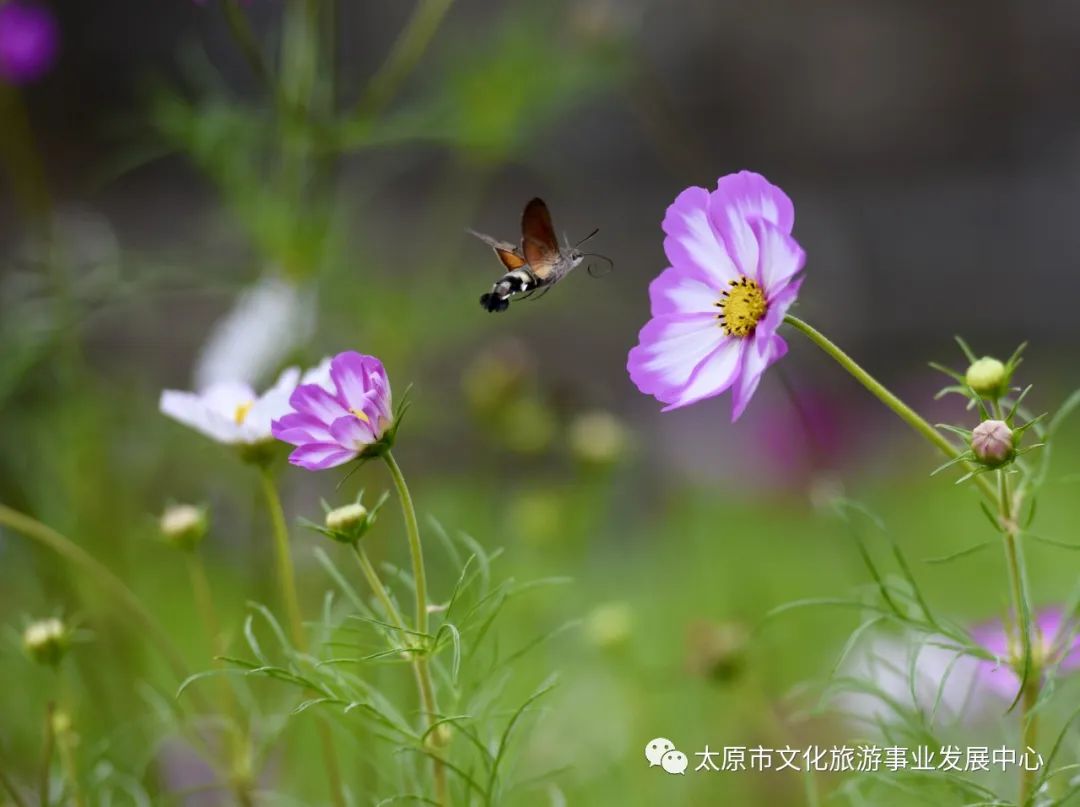 线上展览|“山河春意 锦绣太原——花的世界”主题摄影线上图片展（三）