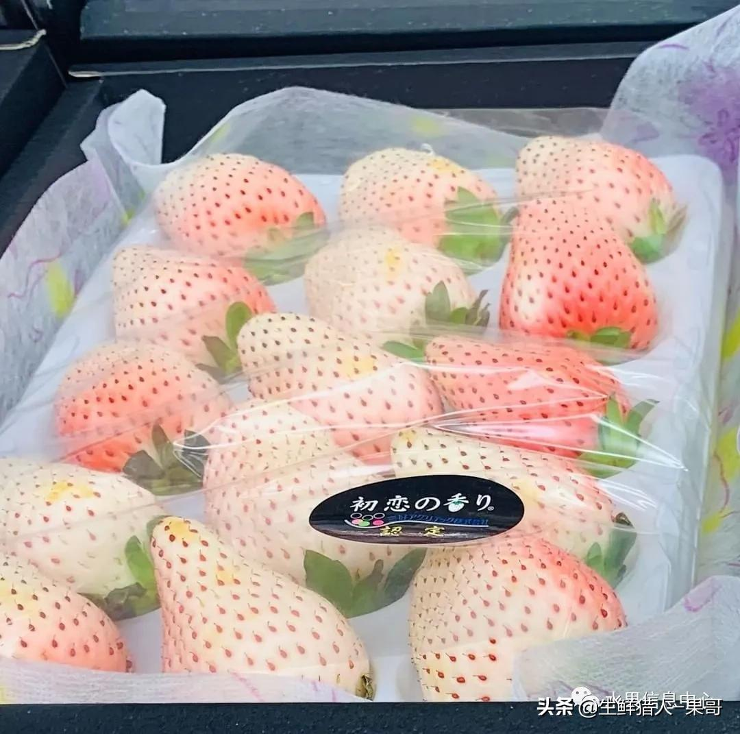 越秀草莓图片（中国草莓主要产地分布及品种介绍）