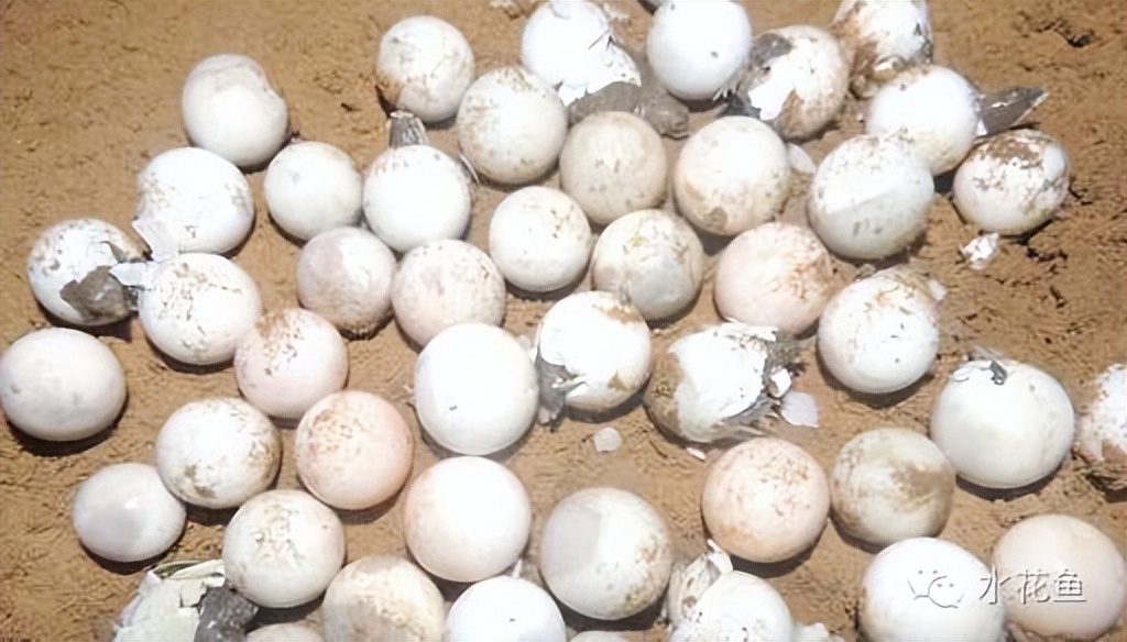 大鲵(娃娃鱼)雌雄的鉴别与激发稚鳖出壳的方法