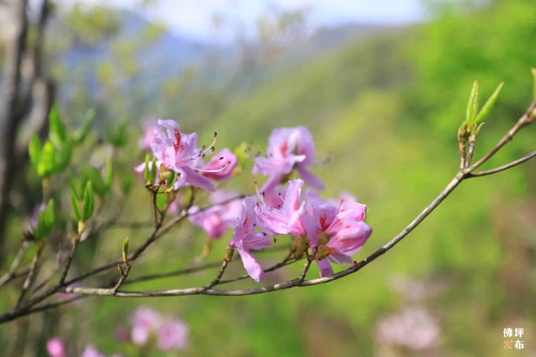 最是一年春好處，漢中這里的映山紅美出天際！