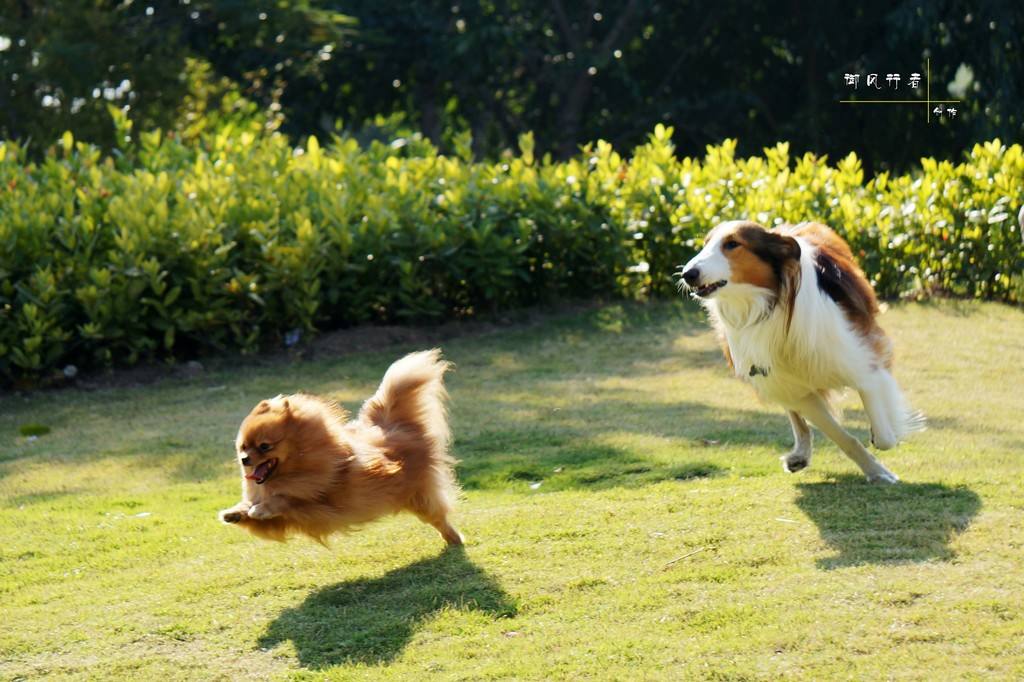 狗狗交配完转身就跑，究竟有什么含义？