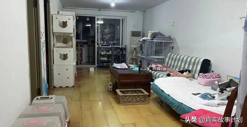 为了救助流浪猫,她在北京租房9年:弃养的背后,救助者做了什么