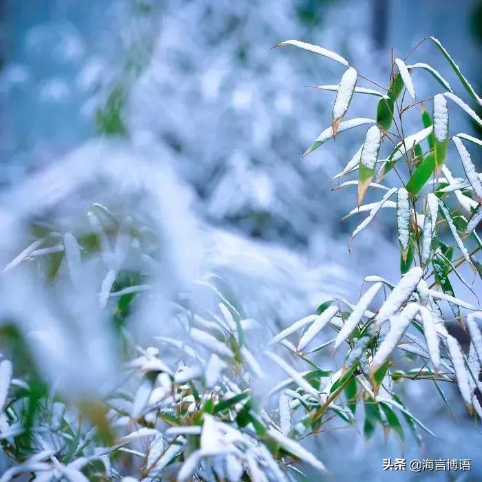 庆儿诗话~宁做傲骨化风雪，绿了四季一处景