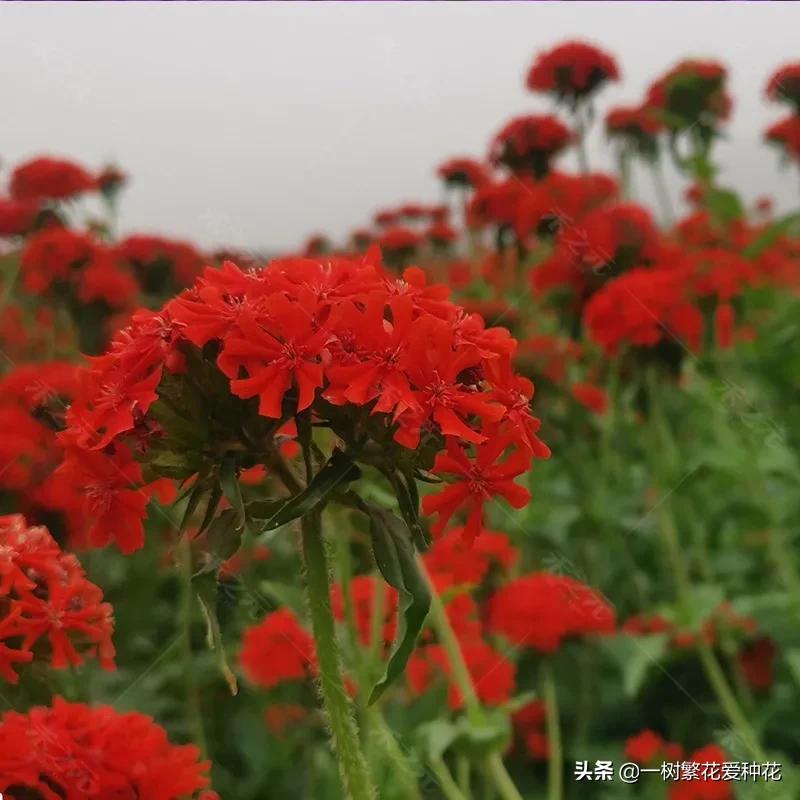 耐寒宿根花卉（两季都适合种的30种宿根花卉）