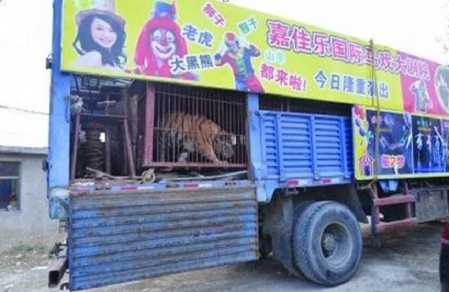 中国养虎第一村，曾经是当地的金字招牌，如今村民：养不起扔不掉