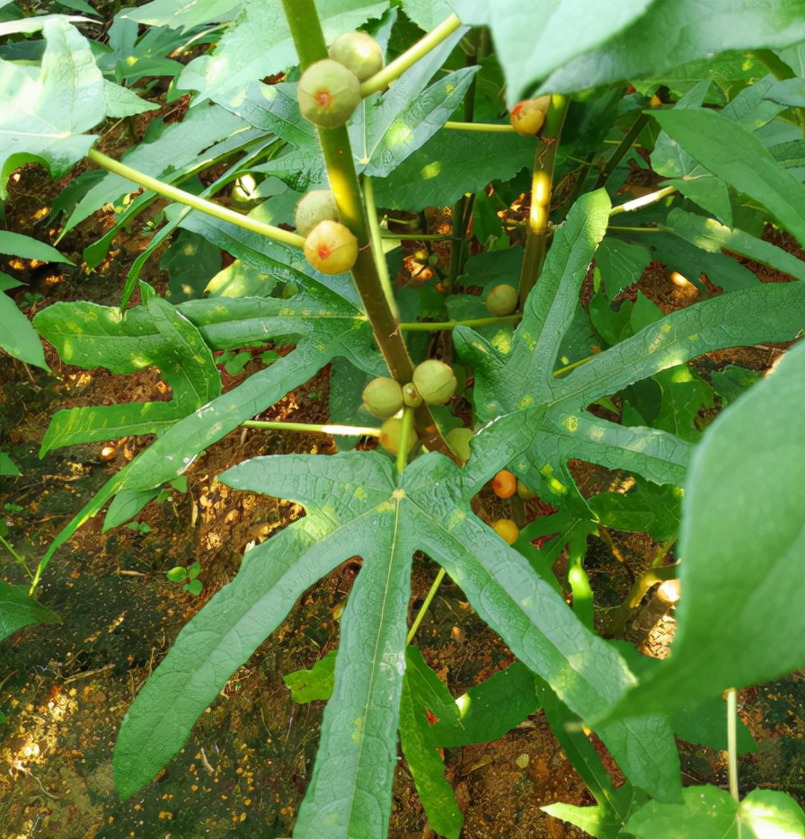 五指毛桃根图片(长在断肠草附近) - 赤虎壹号