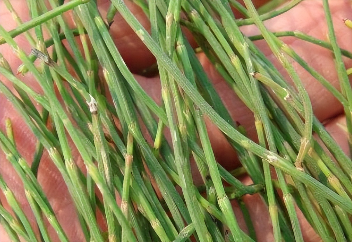 节节草是什么?(节节草泡脚有什么好处?