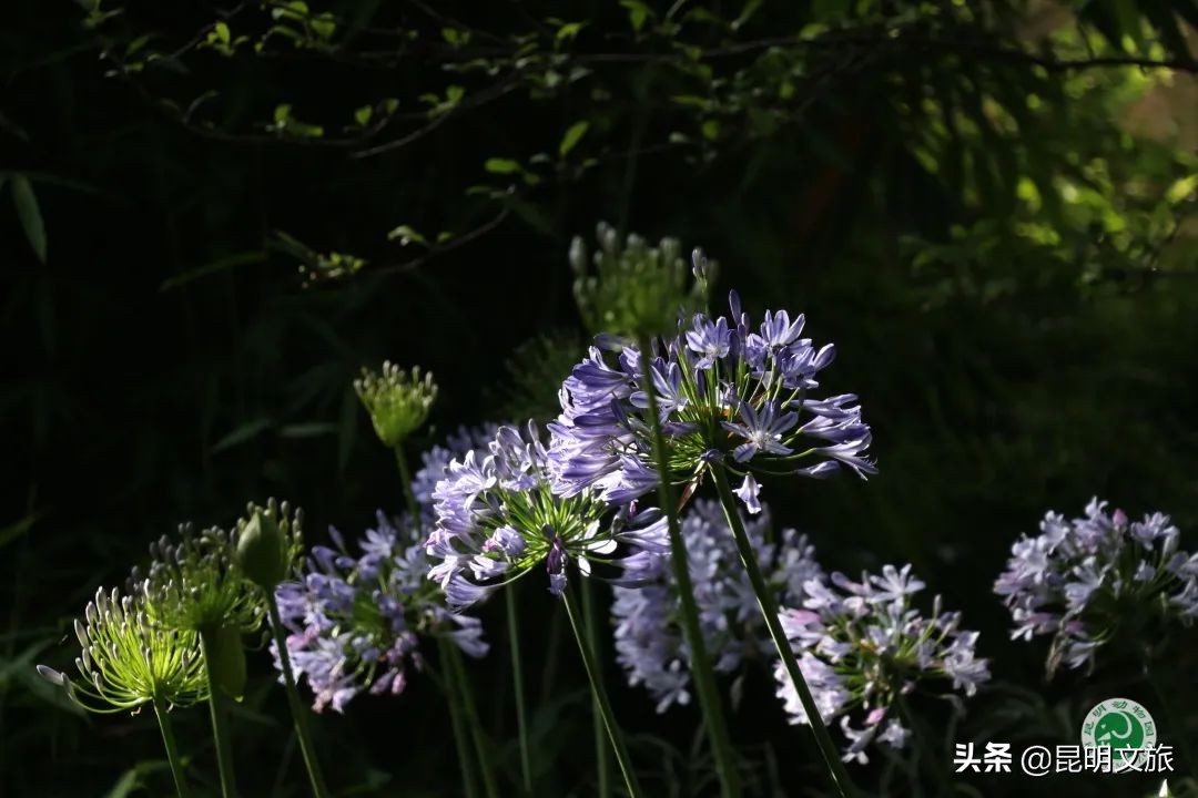 圓通山上 藏着一片藍紫色的夏天 花開一夏 天天看點