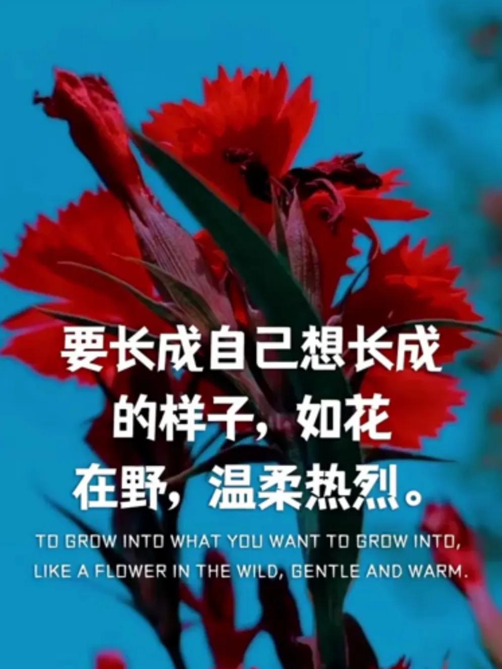 关于花的唯美文案｜你自山河林间来，惊鸿一现百花开