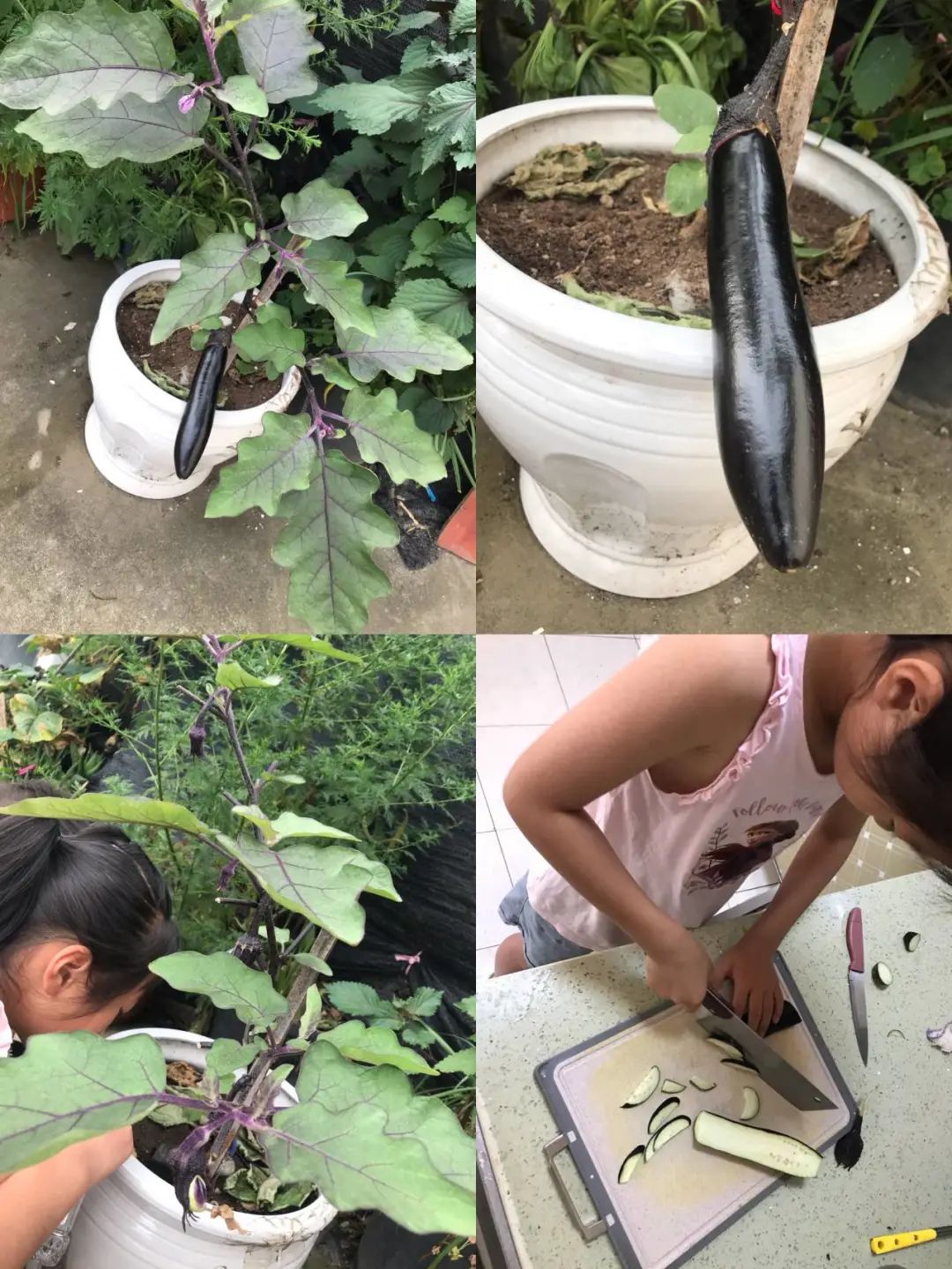 以劳动之名 收获成长之乐｜新兴小学开展“小农夫”劳动教育课程