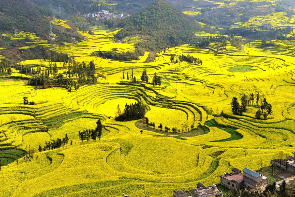 盘点全国四大最美油菜花观赏地，在金色花海中感受好春光