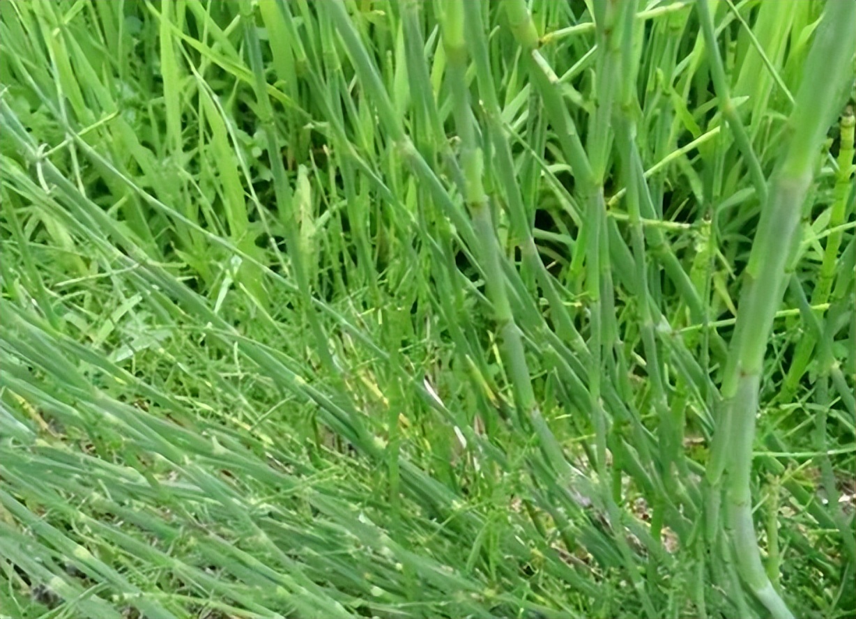 节节草是什么?(节节草泡脚有什么好处?