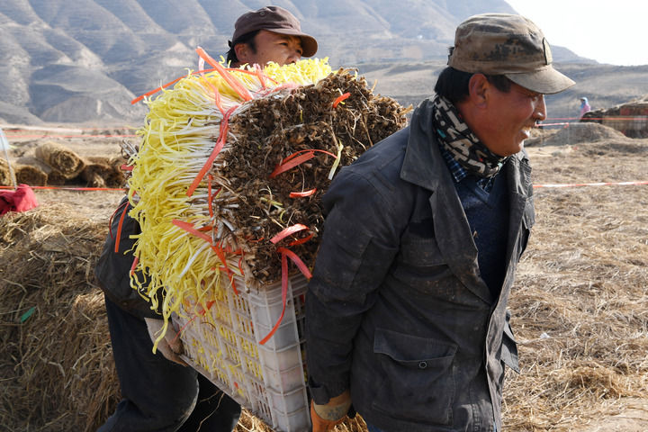 黄土高原“韭黄村”里的乡村治理密码