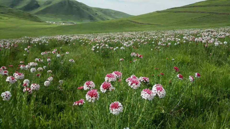 3種“有害花”，為啥還要養，其實用處大得很