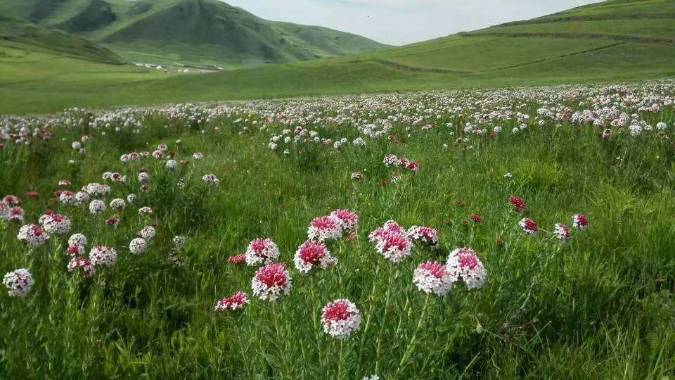 3种“有害花”，为啥还要养，其实用处大得很