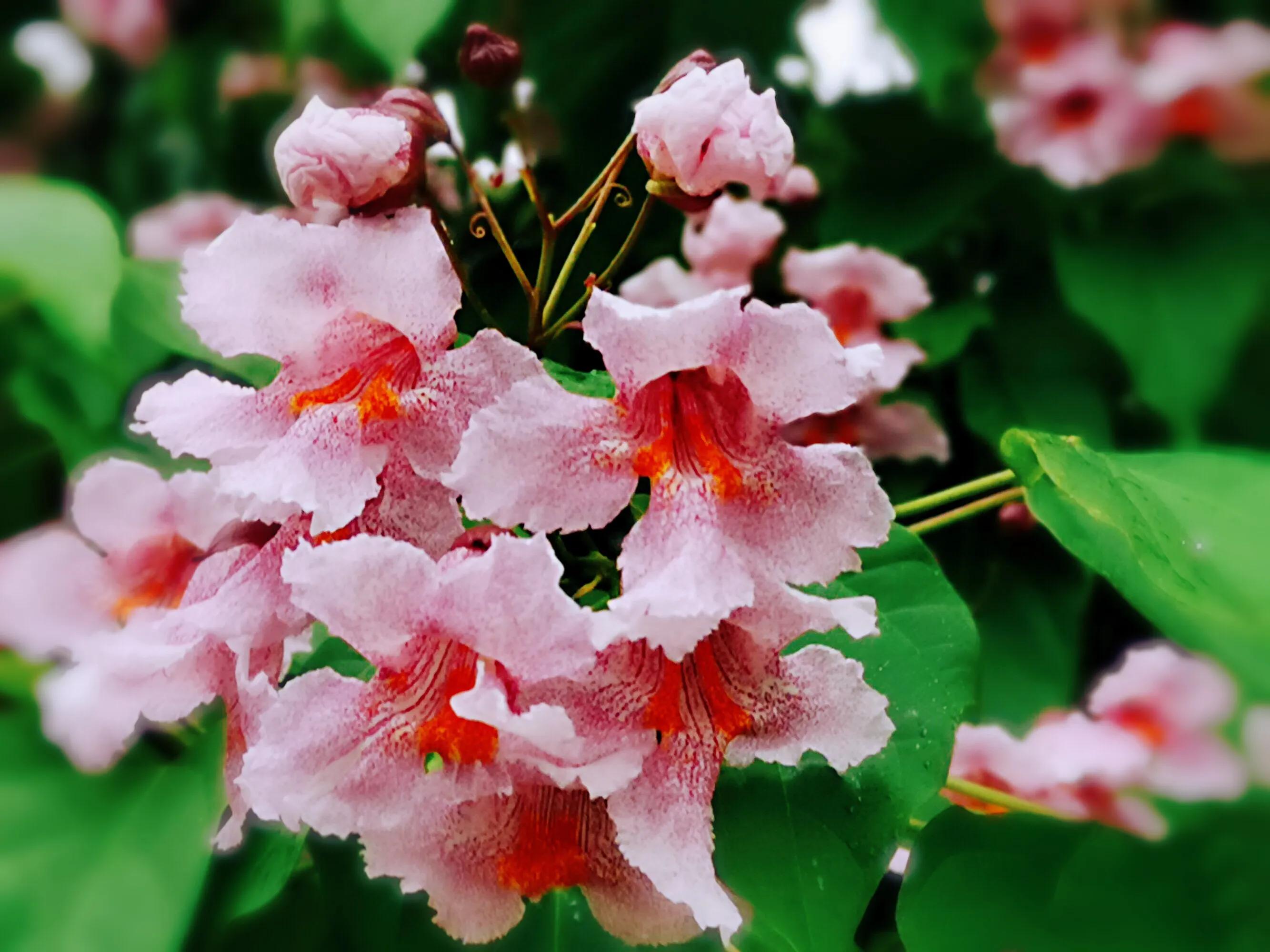 河南秋树图片及价格楸树