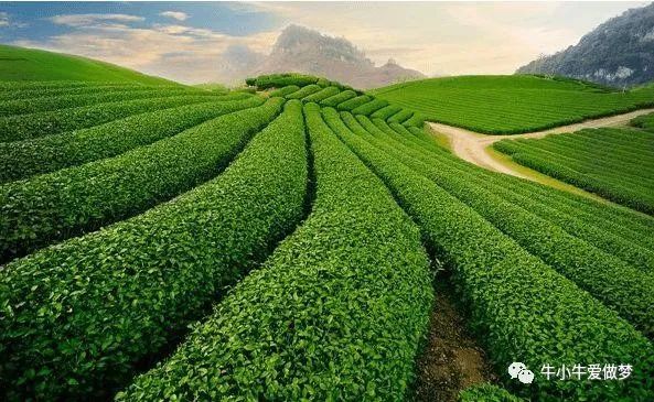 奶茶40年：塑化剂的罪恶、资本的角逐、加盟的套路，为何还不倒？